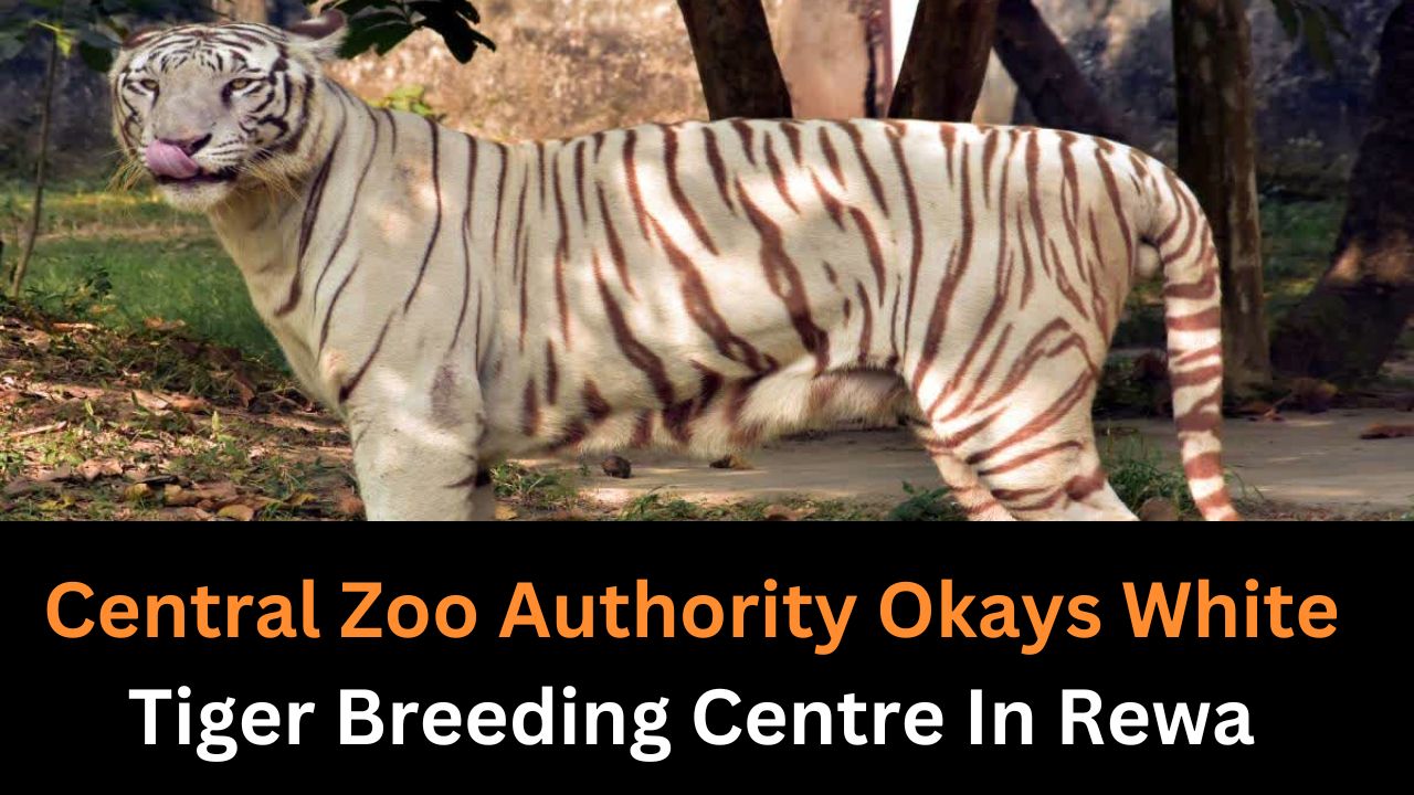 Central Zoo Authority Okays White Tiger Breeding Centre In Rewa